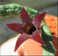 Tromotriche aperta x Stapelianthus decaryi